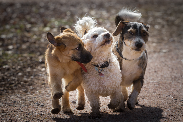 Picture of three dogs running