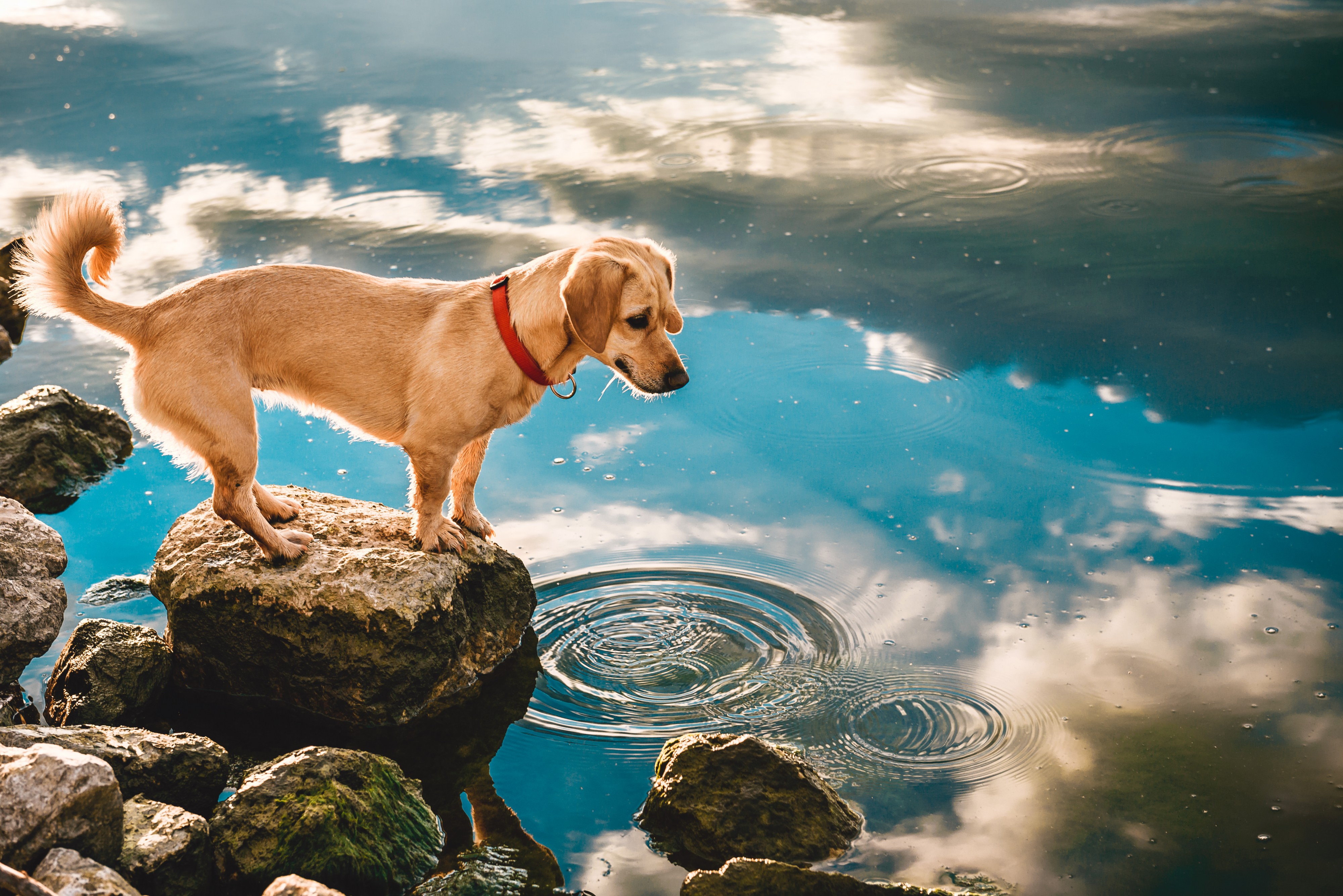 Picture of dog standing on rock