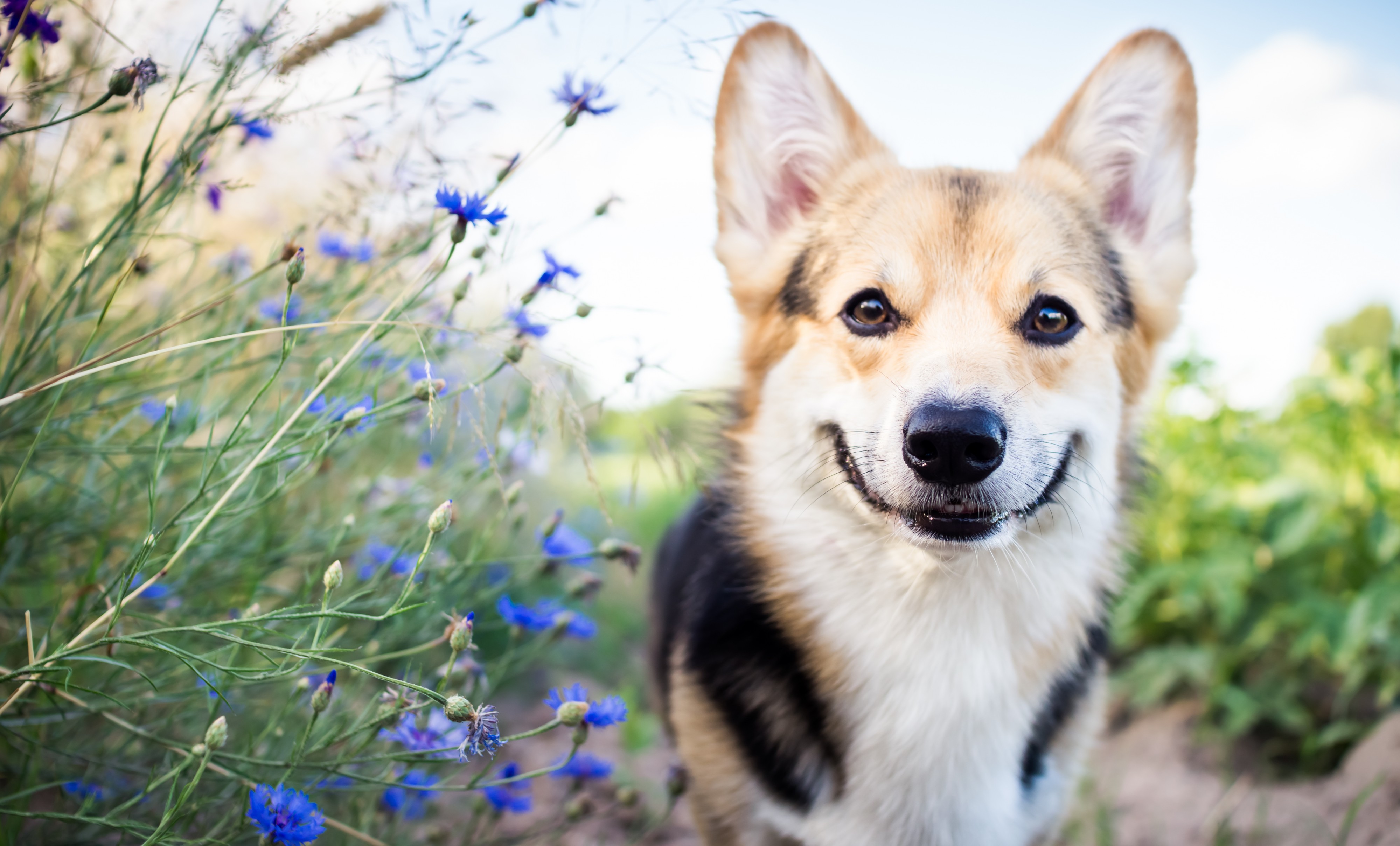 Picture of dog in field